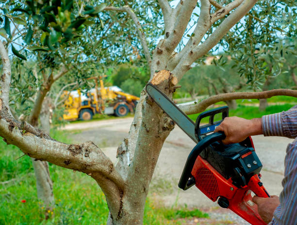 Best Palm Tree Trimming  in Jenks, OK